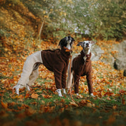 Two dogs in brown outfits standing on a grassy area with fallen leaves.