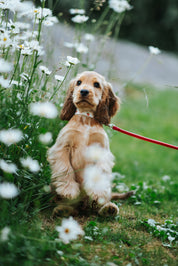 Strawberry Dog Collar Thin