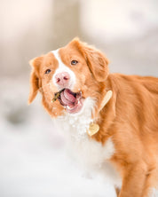 Beige Dog Collar Thin
