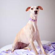 Fiolett Hundehalsbånd Bred 