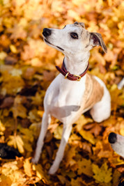 Burgunder Hundehalsbånd Bred 