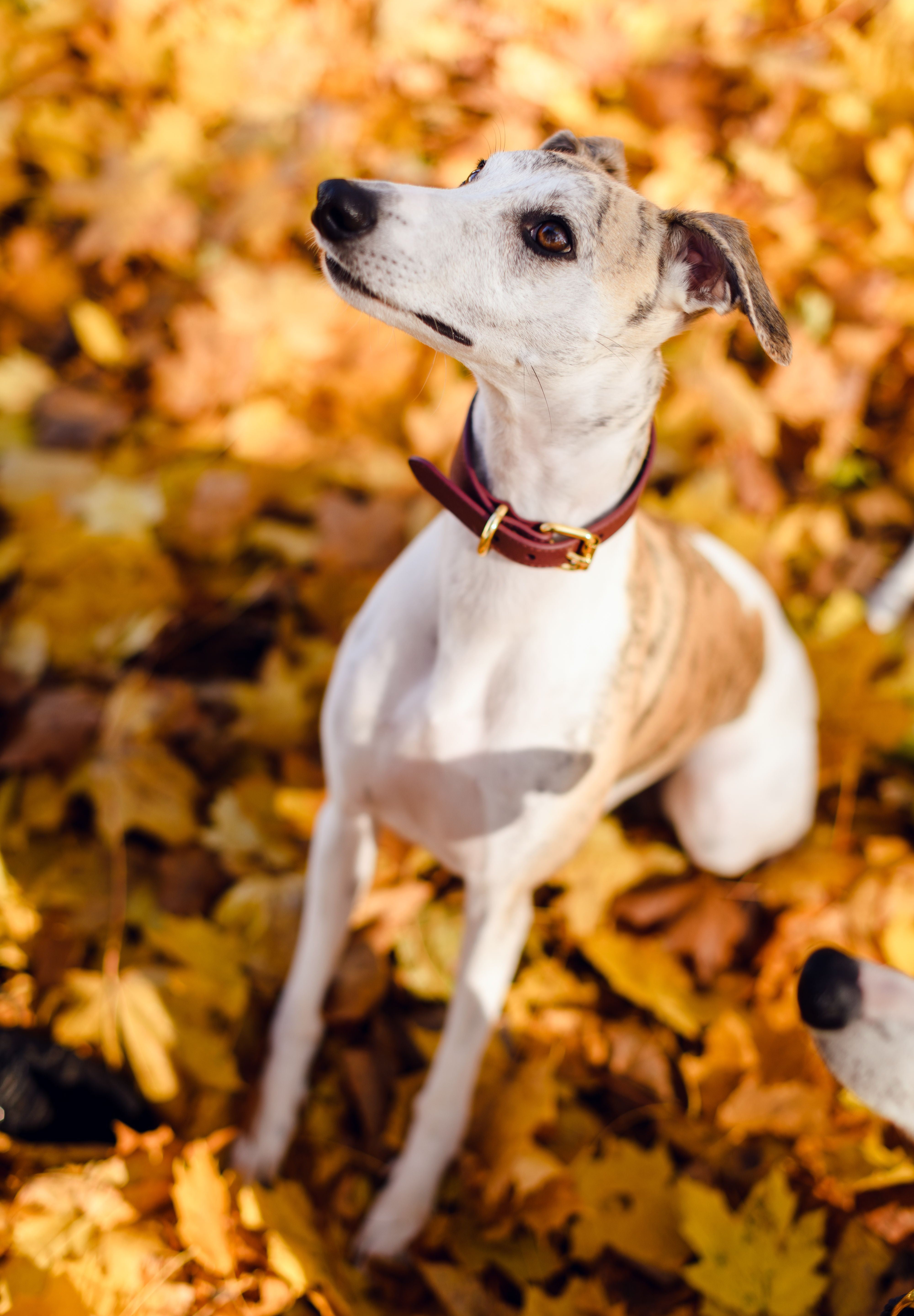 Burgunder Hundehalsbånd Bred 