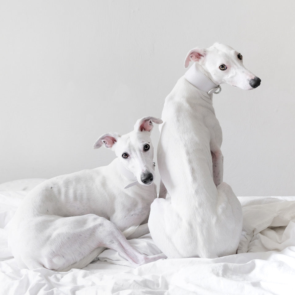 whippets-white-dog-collar-medium-wide.jpg
