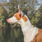 Hvit Hundehalsbånd Tynn 