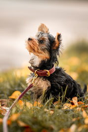 Burgundy Hundehalsbånd Tynn 