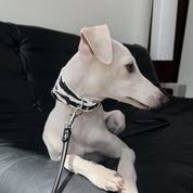 Zebramønstret Hundehalsbånd Bred 