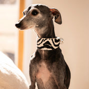 Zebramønstret Hundehalsbånd Bred 
