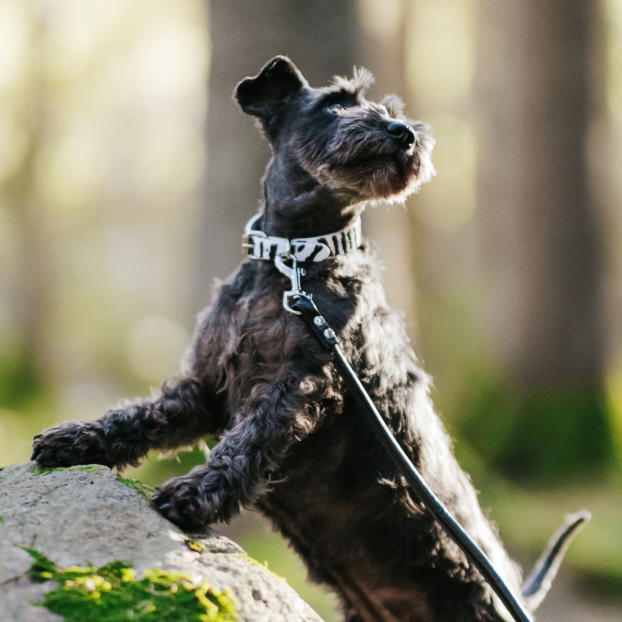 Zebra Hundehalsbånd Tynn 