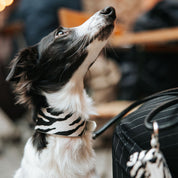 Zebra Hundehalsbånd Bred 